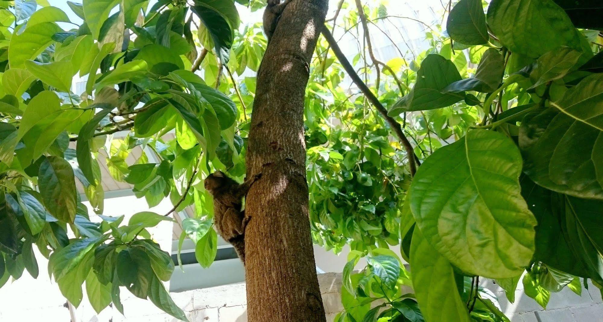 加威亚住宿加早餐旅馆 里约热内卢 外观 照片